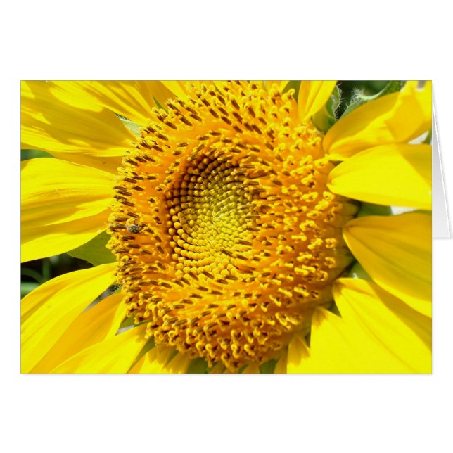 Une peu d'abeille de miel (Devant Horizontal)