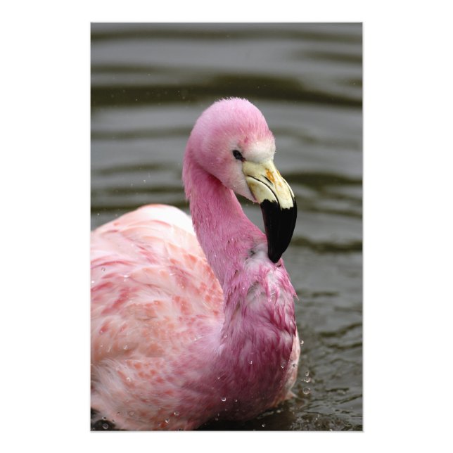 Une photo captive d'un Flamant des Andes (Devant)