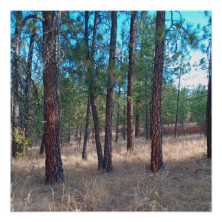 Une promenade parmi les arbres Poster brillant