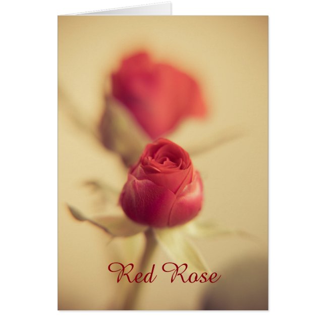 Une rose rouge pour votre chéri... (Devant)