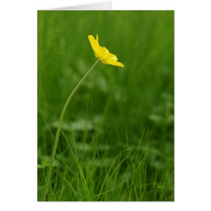 une seule fleur