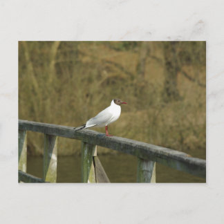 Une sterne - carte postale