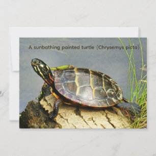 Une tortue peinte prenant un bain de soleil