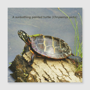 Une tortue peinte prenant un bain de soleil