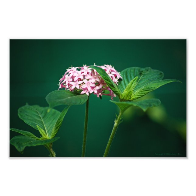 Une touche de rose dans la photo verte (Devant)