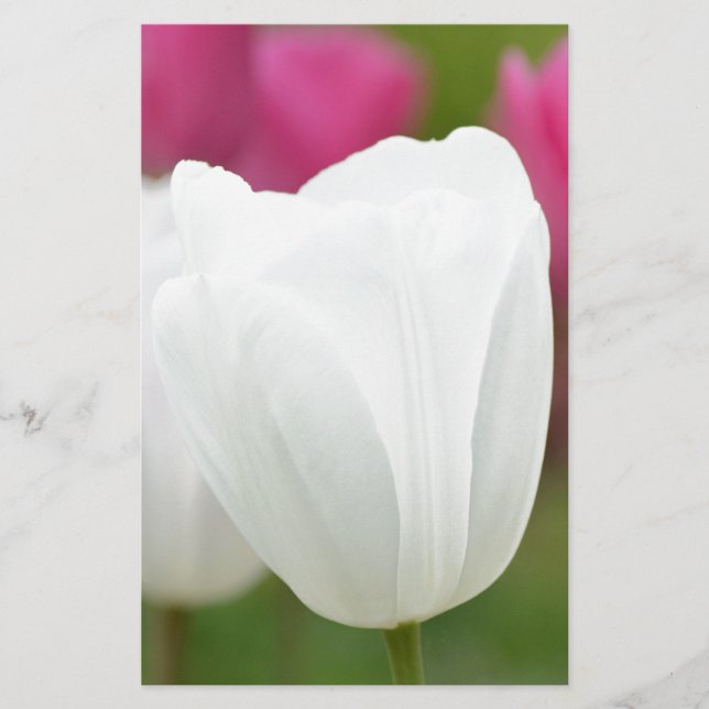 Une tulipe blanche (Devant)