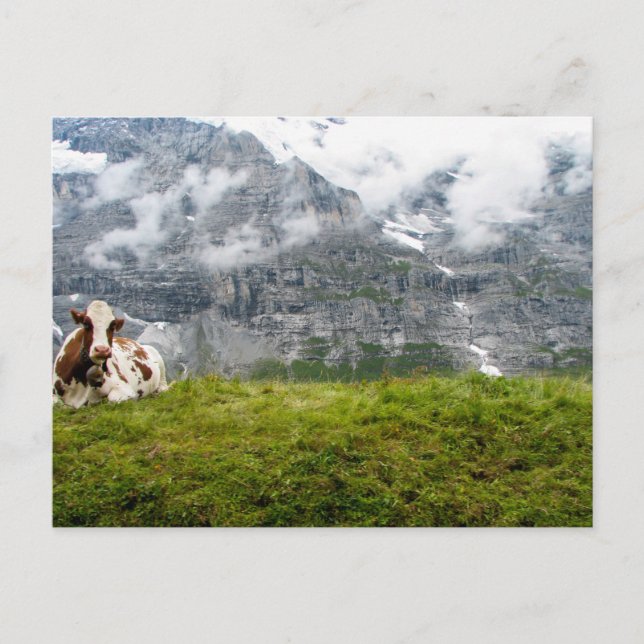 Une vache solitaire dans les Alpes suisses - Carte (Devant)