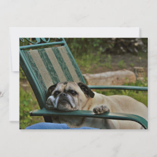 Une vie approximative pour un carlin