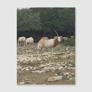 Unicorne Magnet Oryx
