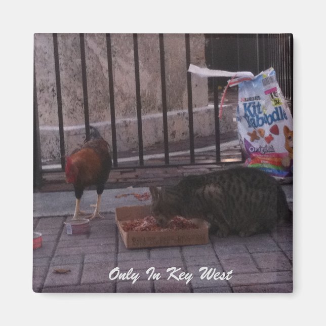 "Uniquement dans Key West" Magnet de chat et coq (Devant)