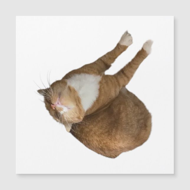 Upside-Down Sunshine Cat (Devant)