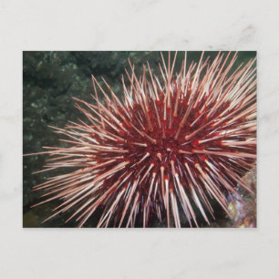 Urchin géant de la mer Rouge - Carte postale