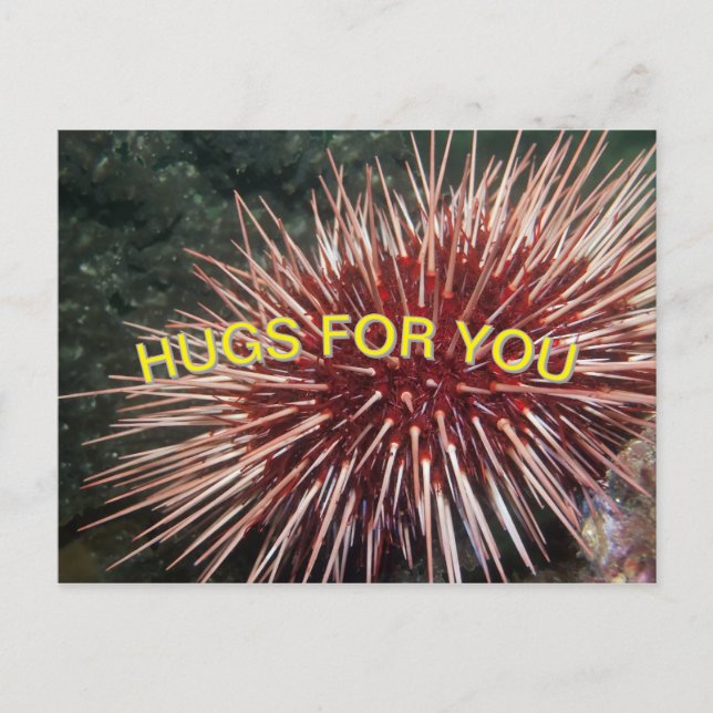 Urchin géant de la mer Rouge - Carte postale (Devant)