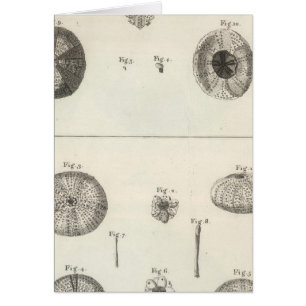 Urchins de mer