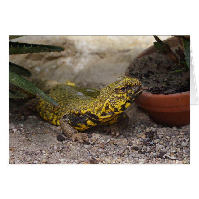 Uromastyx geyri (Devant Horizontal)