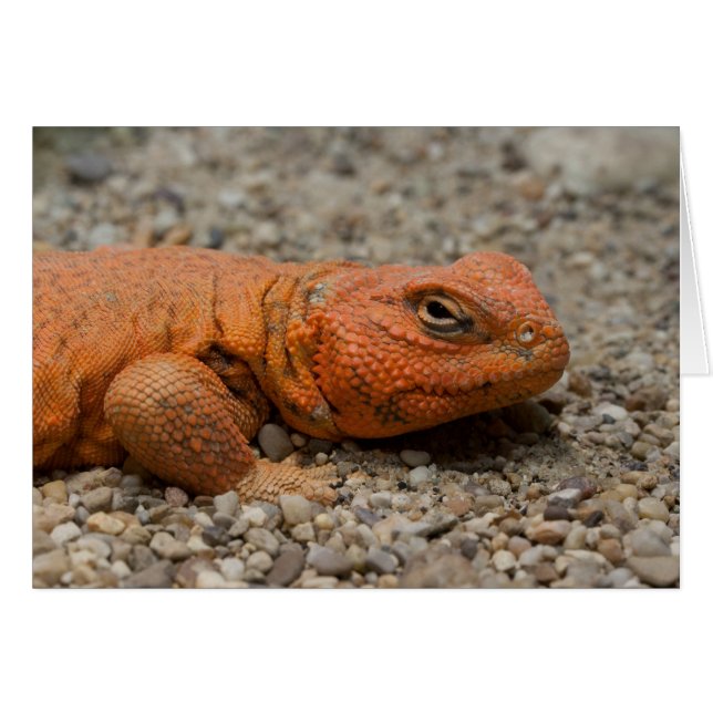 Uromastyx geyri (Devant horizontal)