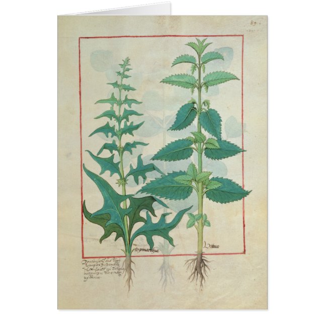 Urticaceae (Devant)