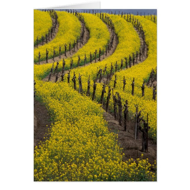 USA, Californie, Napa Valley, Los Carneros Ava. (Devant)