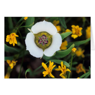 USA, Colorado. Mariposa tulip