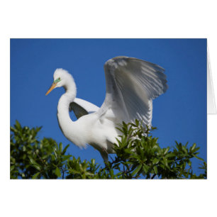 USA, Floride, St. Augustine, Aigrette