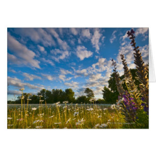 USA, Oregon, Marion County, Meadow avec