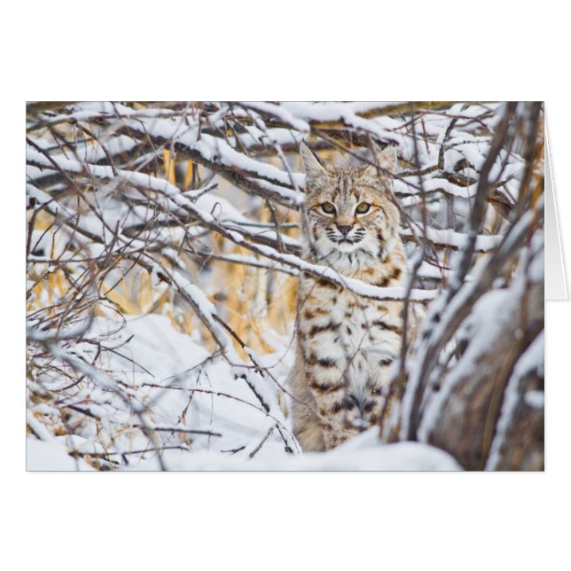 USA, Wyoming, Bobcat (Devant horizontal)