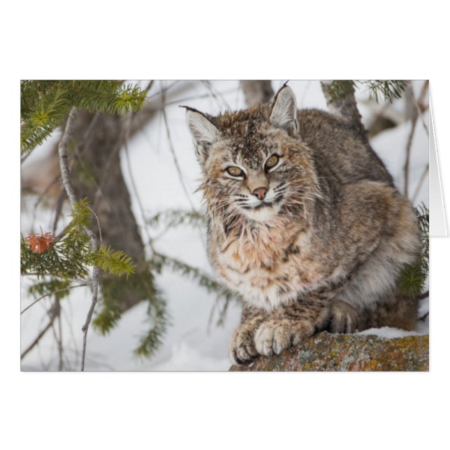 USA, Wyoming, Parc national de Yellowstone, Bobcat (Devant horizontal)