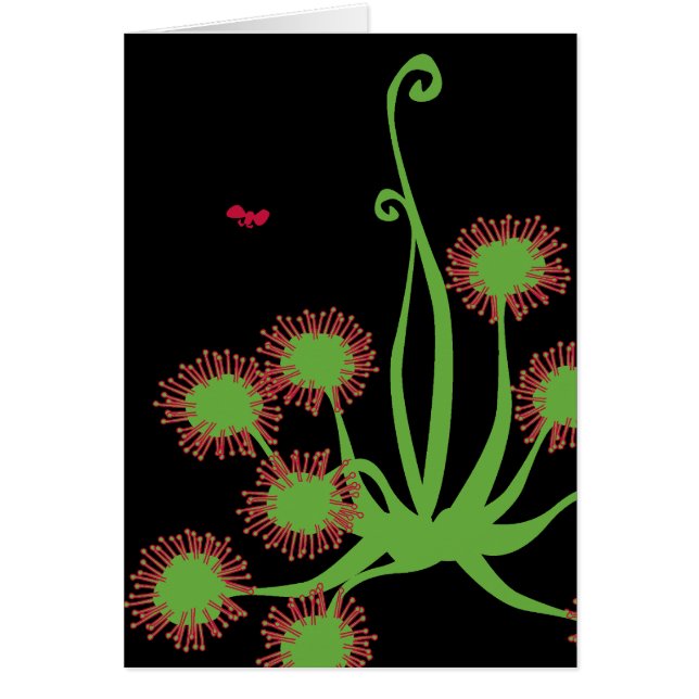 Usine de Sundew carnivore (Devant)