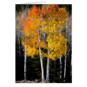 Utah, États-Unis. Peupliers Trembles (Populus Trem