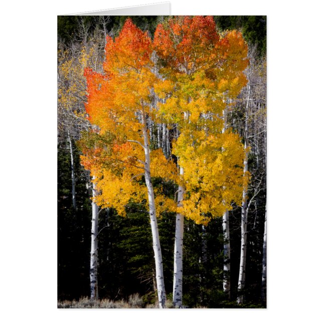 Utah, États-Unis. Peupliers Trembles (Populus Trem (Devant)