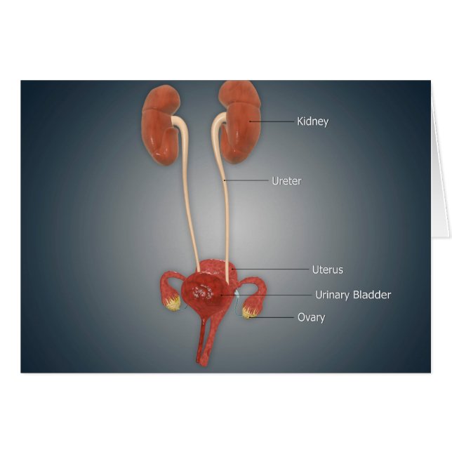 Utérus femelle avec ovaires, rein et vessie (Devant horizontal)