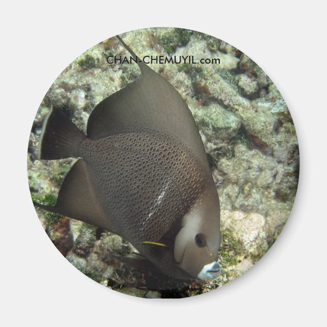 UW Angel Fish Magnet : chan-chemuyil.com (Devant)