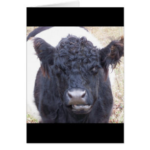 Vache à ceinture - Ceintures à race rare Emma