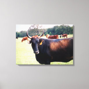 Vache à taureaux de l'Ouest dans la toile envelopp