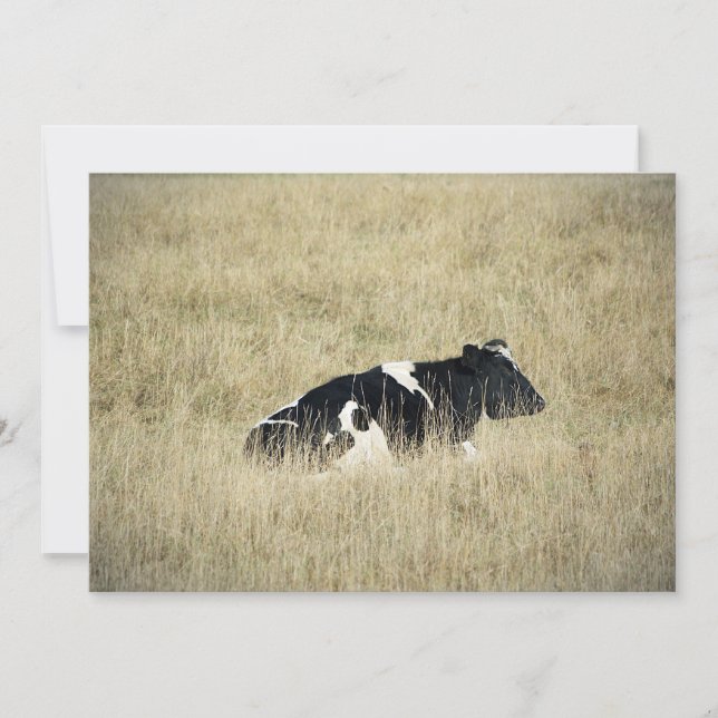 Vache au repos - Invitation (Devant)