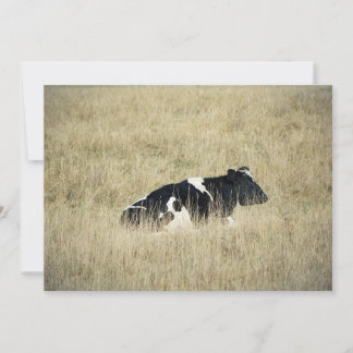 Vache au repos - Invitation
