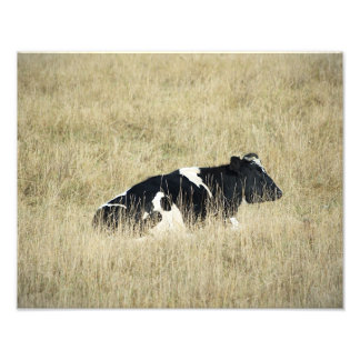 Vache au repos - Photo