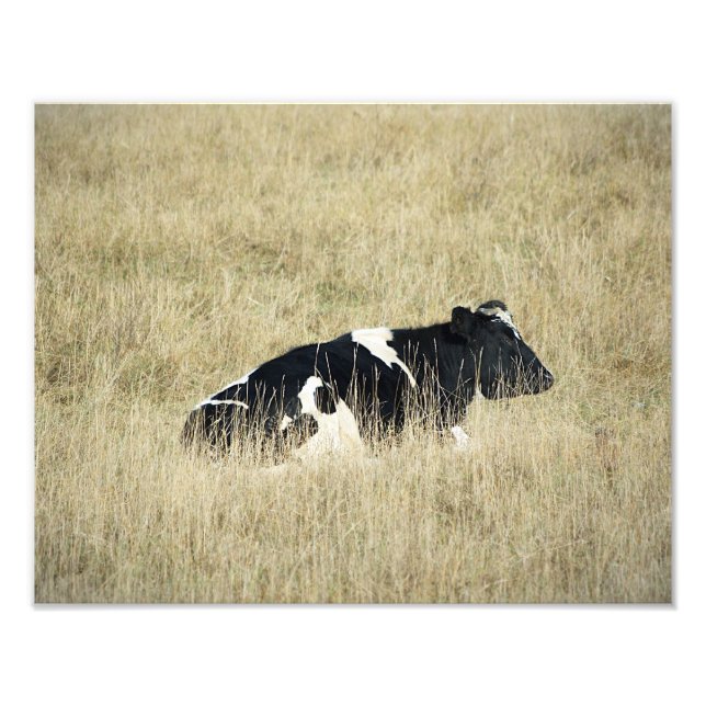 Vache au repos - Photo (Devant)