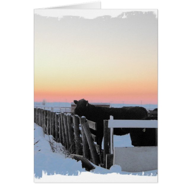 Vache colorée (Devant)