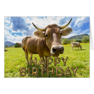 Vache curieuse à premier plan