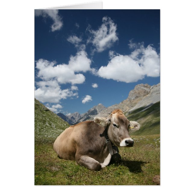 Vache dans le pâturage (Devant)