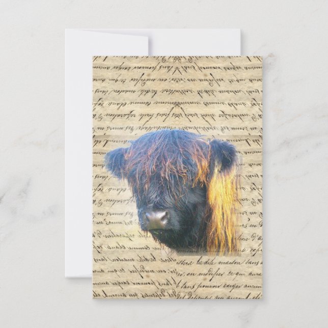 Vache de Highland (Devant)