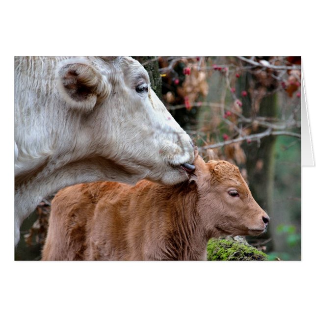 Vache de Maremmana Licking Calf (Devant horizontal)
