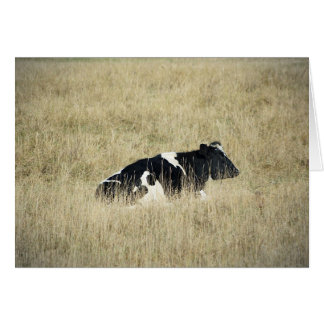 Vache de repos - Carte