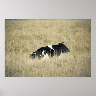Vache de repos - Poster