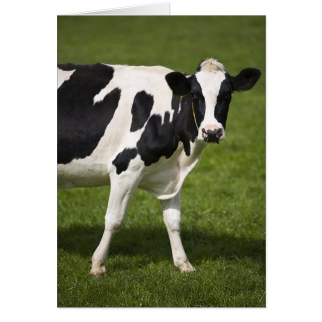 vache friésienne (Devant)