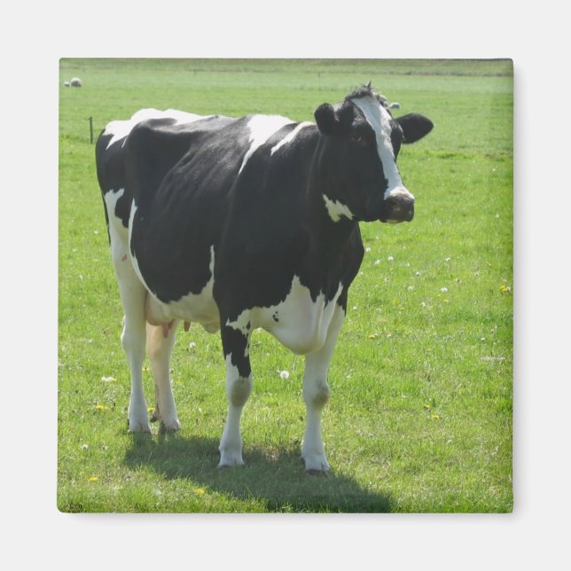 Vache frisonne dans la prairie verte Aimant frigo (Devant)