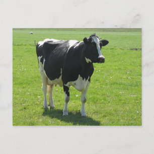 Vache frisonne en vert pré carte postale