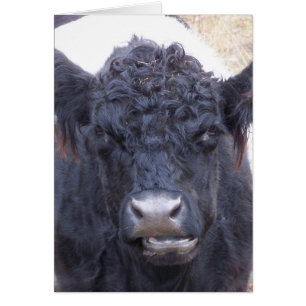 Vache galloway ceinturée - Emma