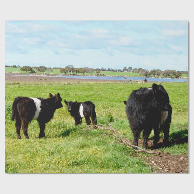 Vache Galloway Maman et Bébé, Emballage Cadeau (Plat)